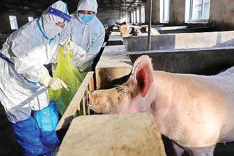 African swine fever
has caused a
25 per cent dip in global pork production