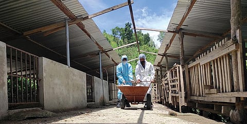 India’s northeastern states account for nearly 47 per cent of the country’s over
9  million pig population. In 2021, African swine fever cases have been reported in Meghalaya, Mizoram, Manipur,  Nagaland, Arunachal Pradesh and Assam (Illustrations: Ritika Bohra)