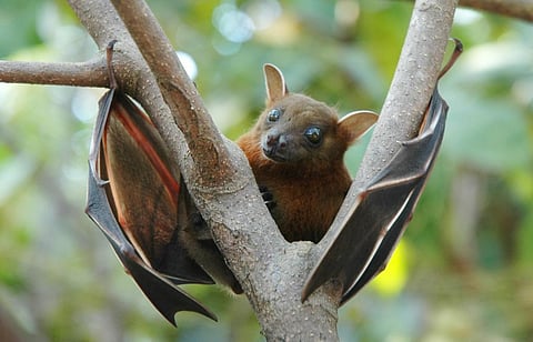 COVID-19: Need to relook human relationship with wild, domestic animals, says report