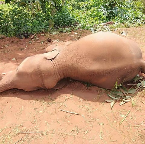 Two elephants found dead in Odisha’s Keonjhar 