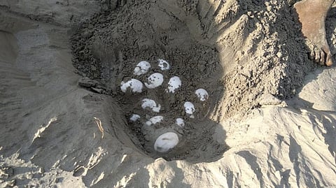 A gharial nest on the banks of the Gandak river. Photo: Mohd Imran Khan