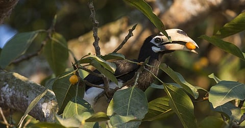 Oriental Pied Hornbill feeding on Ficus altissima. Photo: Abir Jain