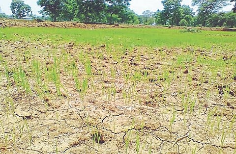 Bihar farmers stare at huge loss of Kharif crops due to erratic monsoon rainfall