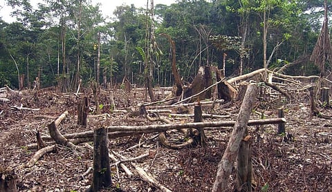 The deforestation of the Amazon has played a key role in the World Overshoot Day coming back to July 29 this year. Photo: Wikimedia