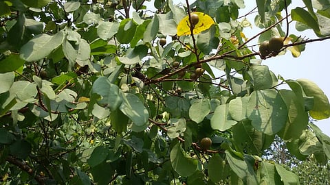 Kendu leaf trade: Stringent laws needed to keep children out  