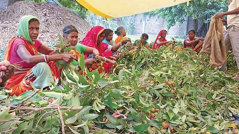 लीची के लिए मशहूर बिहार के मुजफ्फरपुर जिले में आवागमन पर लगे प्रतिबंध के कारण व्यापारियों की गतिविधियां ठप रहीं। लीची की खरीद न हाे पाने के कारण न केवल किसानों की आमदनी पर असर पड़ा बल्कि लीची को पैक करने के लिए लकड़ी के बॉक्स बनाने वाले हजारों कारीगरों का रोजगार भी प्रभावित हुआ (फोटो: मो. इमरान खान)