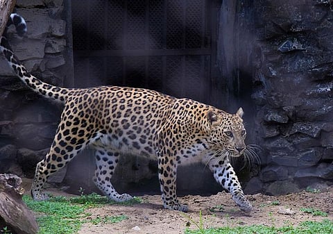 Action against poaching: Odisha plans DNA profiling for leopards 