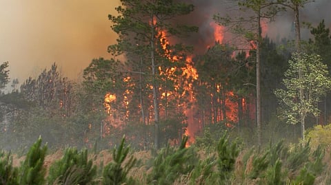 Climate emergency: Tipping points are already here, scientists warn