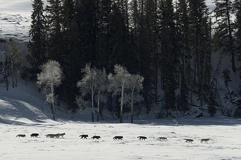 Rewilding: Mass restoration or wishful thinking?