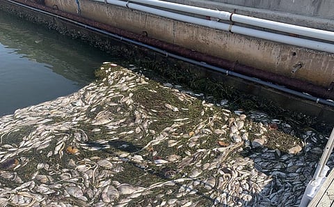 A fish kill at Tierra Verde Marina, Florida. Photo: @RyanTheWoo / Twitter
