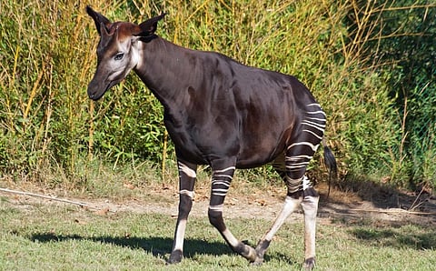 The Okapi of the Congo rainforest is named after British colonial administrator Sir Harry Johnston, who ‘discovered’ it first. But it was already known to the natives of the Congo for several centuries. Photo: Wikipedia 