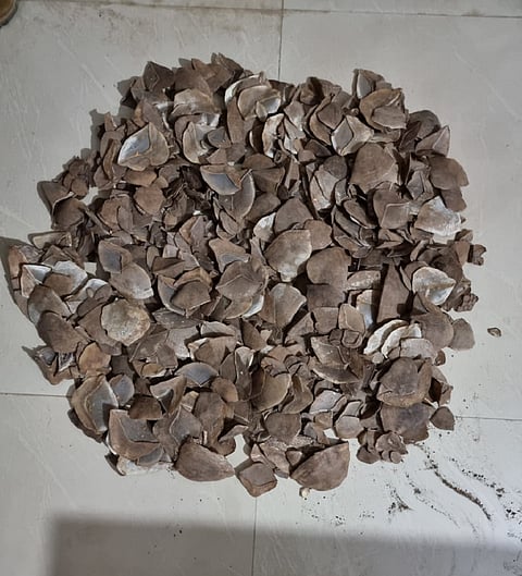 Pangolin poaching: 2 rescued, 17 kg scales recovered in Odisha in 11 days