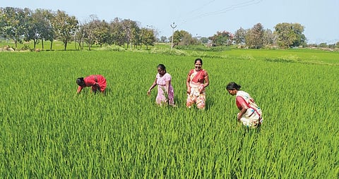 तेलंगाना के करीमनगर जिले के जागीरपाली गांव में जया, चौडामल्ला  शमाला, एस बालवा और के लक्ष्मी भूमिका ग्रुप कलेक्टिव द्वारा गठित महिला किसान समूह का हिस्सा हैं और सामूहिक खेती में बढ़ चढ़कर भाग ले रही हैं (फोटो: शगुन कपिल / सीएसई )