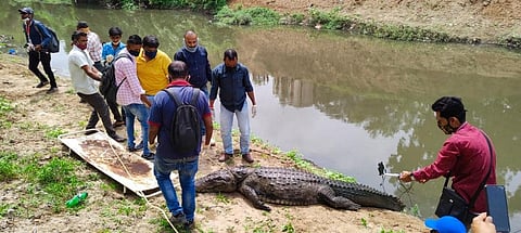 A dead mugger crocodile fished out from the Vishwamitri river in Vadodara recently. Photo: Vishal Thakor