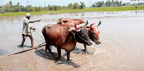 A farmer ploughing his flooded rice field. Photo: Wikipedia