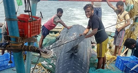 Whale shark caught in fishing net in Odisha dies