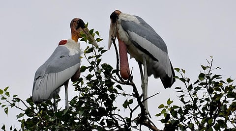  Tag Garuda: Bihar plans GPS trackers for endangered Greater Adjutant Storks 