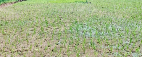 Deficient rainfall affects paddy, triggers drought fears in Odisha