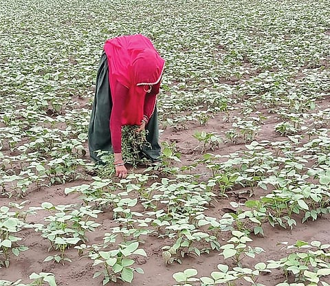 मौसम की चरम घटनाएं और जलवायु परिवर्तन भी दालों की खेती को प्रभावित कर रहा है। पशुओं से अधिक खतरा होने के कारण भी किसान दालों से विमुख हो रहे हैं 