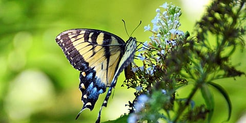 Why the Global South needs birds and bees more than the North 