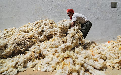 A worker sorts wool at 
Rajasthan's Bikaner mandi, 
considered one of Asia's largest wool markets a decade ago (Photographs: Vikas Choudhary)