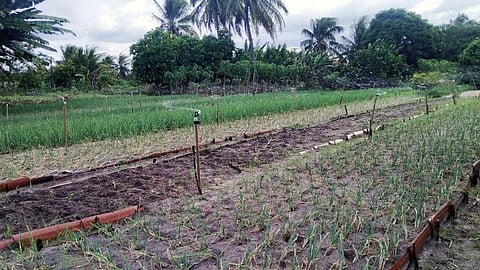 Pineapple agroforestry can help tackle climate change, biodiversity loss: Study