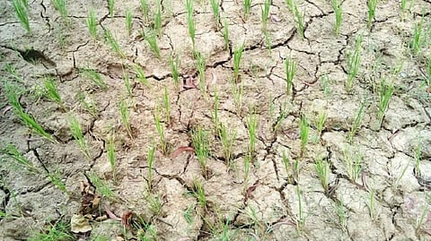 Wilted paddy saplings in Jajpur district, Odisha. Photo: Ashis Senapati