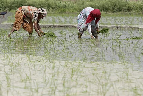 Organic and conservation farming boost multifunctionality of ecosystems: Study