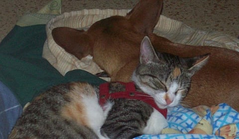 Does your pet need a jab against COVID-19?