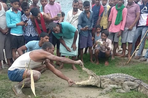 वाल्मिकीनगर टाइगर रिजर्व के पास एक गांव में बहकर पहुंचे घड़ियाल के साथ लोगों का बर्ताव। फोटो:पुष्यमित्र