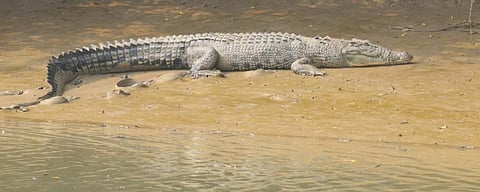 A saltwater crocodile in Bhitarkanika. Photo: Ashis Senapati