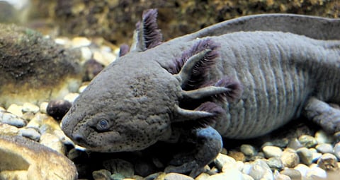 The axolotl, a species of salamander found in Mexico. Photo: Wikimedia Commons