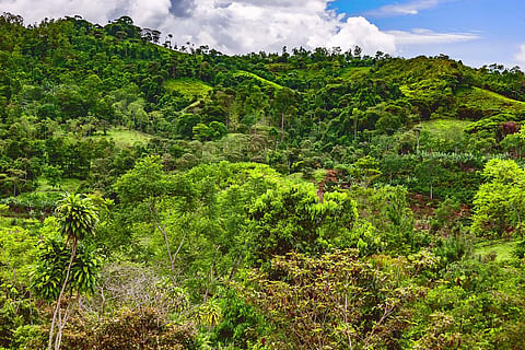 African tropical mountain forests store 2/3rd more carbon than previously estimated: Study