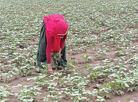 NAFED and the India Pulses and Grains Association have demanded that  the government include pulses  in the public distribution system