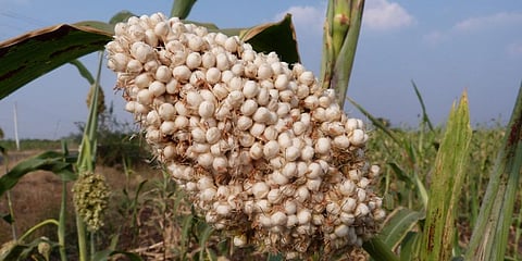 Plants like Jowar (Sorghum) and millets (Bajra and Ragi), have often been sidelined in India in favour of monocrop cultures like wheat and rice. Photo: Wikimedia Commons