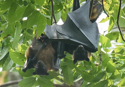 The Kerala government has confirmed that the latest victim of the Nipah virus in the state got infected by eating fruits bitten by flying foxes. Photo: Wikimedia Commons