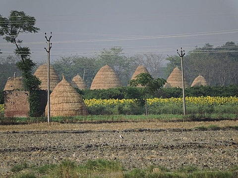Fewer farmers benefited from government procurement last Rabi season