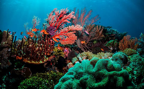 Photo: istock