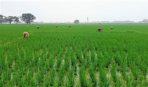 Bihar farmers block roads over fertiliser shortage 