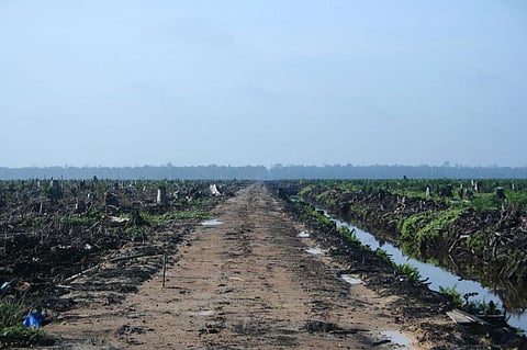 When climate crisis meets human rights conundrum: Decoding death curves of environment, land avengers
