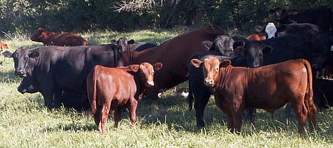 Most countries support farmers in emission-intensive sectors like sugar and the beef production chain, according to a new UN report. Photo: Americasroof via Wikimedia Commons