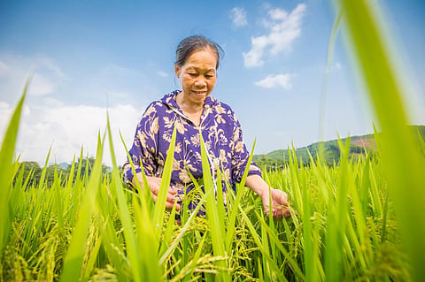 UN Food Systems Summit: Sanctioning the status quo  
