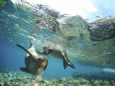 Efforts to conserve marine mammals threaten poorer communities. A study examines how  