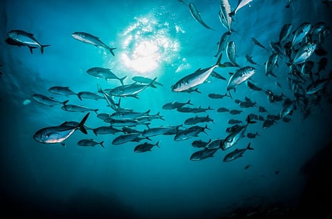 Climate crisis may destroy aquatic food systems — and livelihoods, economies 