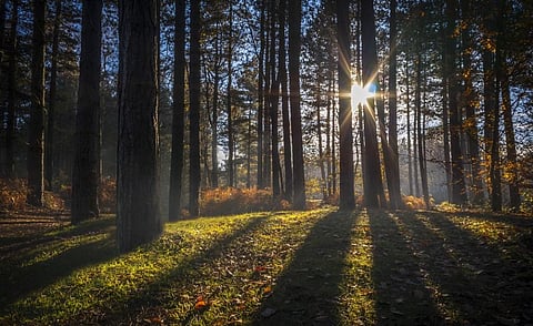 Photo: istock