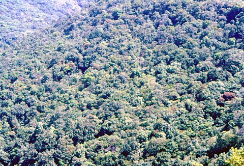 किसके फायदे के लिए हो रहा है वन संरक्षण कानून, 1980 में संशोधन?