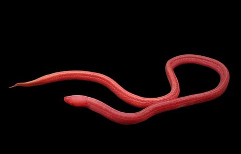 New eel species discovered in Mumbai well
