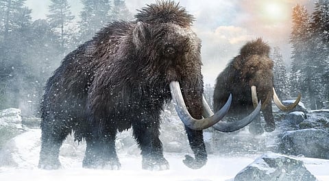 The woolly mammoth. Photo: istock