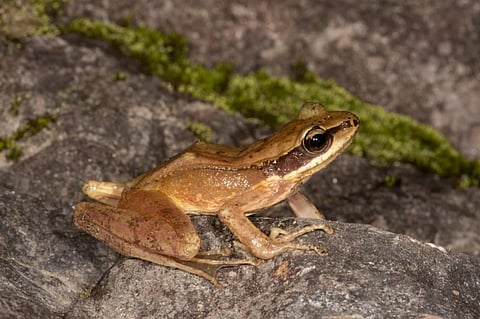 Habitat change may wipe out a newly discovered cascade frog species in Arunachal Pradesh 