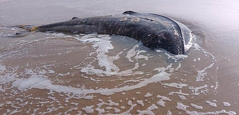 The whale shark carcass found on Ramtara beach in Jagatsinghpur, Odisha. Photo: Ashis Senapati